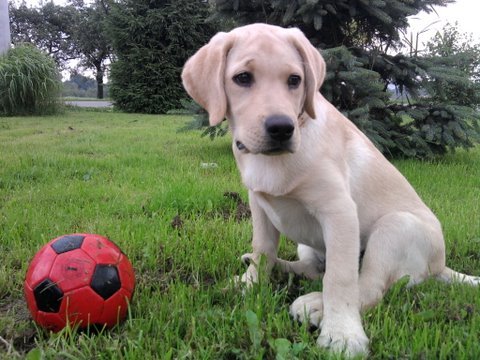 Marcyś (Drago) 4 miesiące