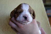 UT CHEYENNE, 2 tygodnie