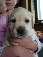 UT BOSTON, 5 tygodni