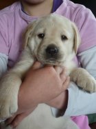 UT BEVERLY, 5 tygodni