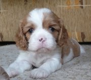 UT CLEVELAND, 4 tygodnie