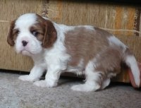 UT CHICAGO, 4 tygodnie