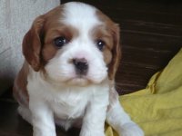 UT CHEYENNE, 4 tygodnie