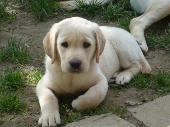 UT BEVERLY (Arkadia) 8 tygodni