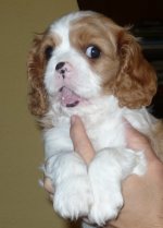 UT CLEVELAND, 6 tygodni