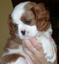 UT CHICAGO, 6 tygodni