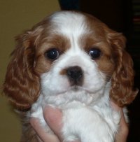 UT CHEYENNE, 6 tygodni