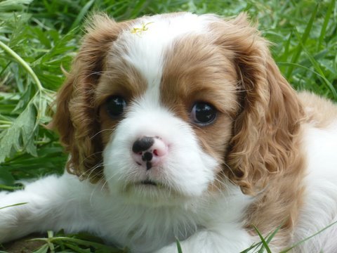 UT CLEVELAND, 7 tygodni