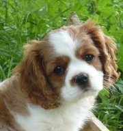 UT CHEYENNE, 8 tygodni