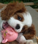 UT CHICAGO, 8 tygodni