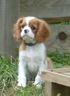 UT CLEVELAND (Nemo) 12 tygodni