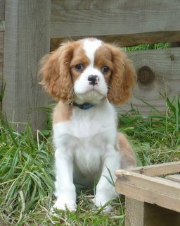 UT CLEVELAND (Nemo) 12 tygodni