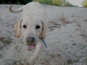 Arkadia w nowym domu