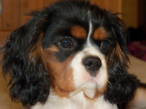 Freddie ( UT DALLAS) 5 miesięcy