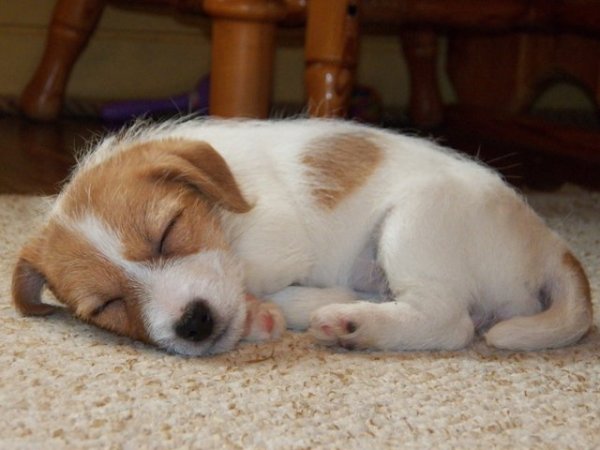 ORINOCO Linea Luna 2 miesiące