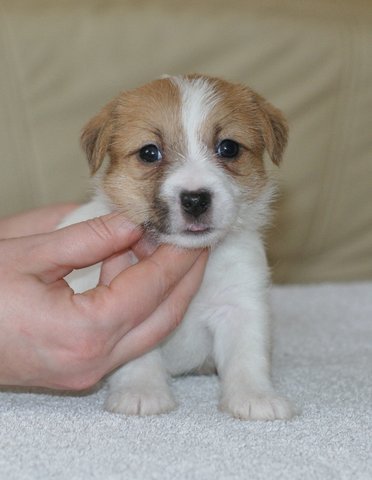 ORINOCO Linea Luna 5 tygodni