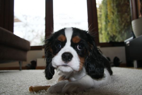 Trico (UT DENVER) w nowym domu