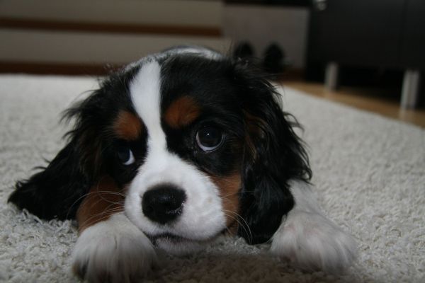 Trico (UT DENVER) w nowym domu