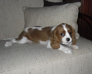 Bambi (UT DETROIT) w nowym domu