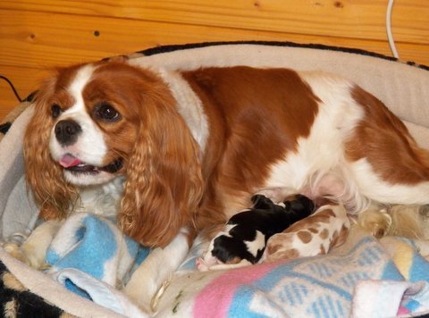 miot E pierwszy dzień