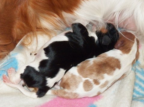 miot E pierwszy dzień