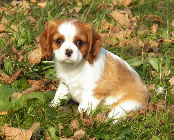 Blenek ( UT EAST END) 8 tygodni