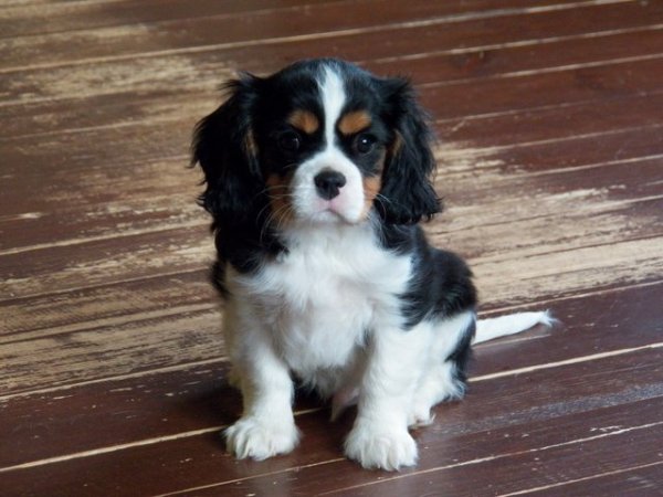 Bąbel (UT EATON) 2 mies