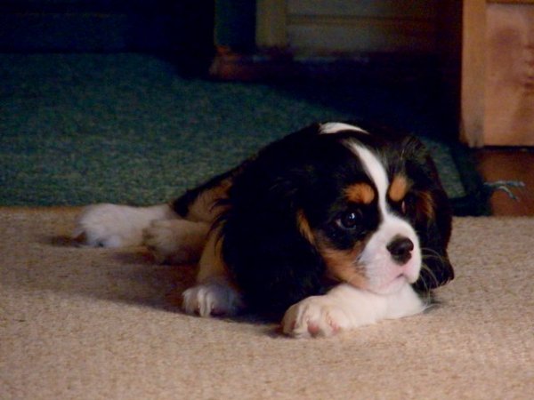 Bąbel (UT EATON) 2,5 miesiąca