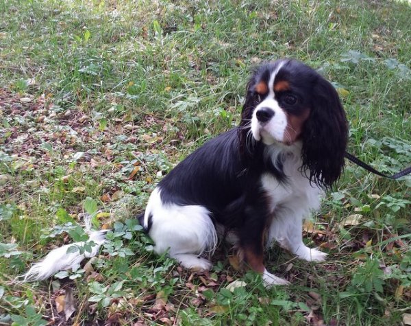 Triko (UT DENVER)1 rok