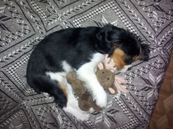 Gaudi (UT EATON) w nowym domu