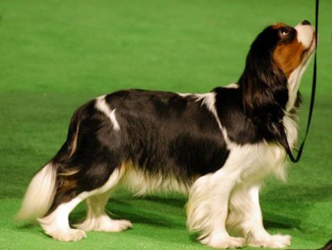 SCAPE Złodziejska Zgraja