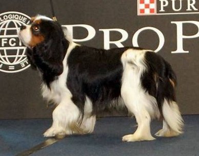 SCAPE Złodziejska Zgraja