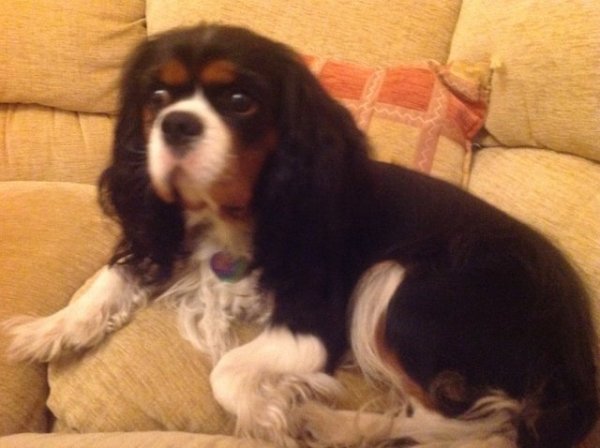 Mimo (UT DALLAS) 1 rok