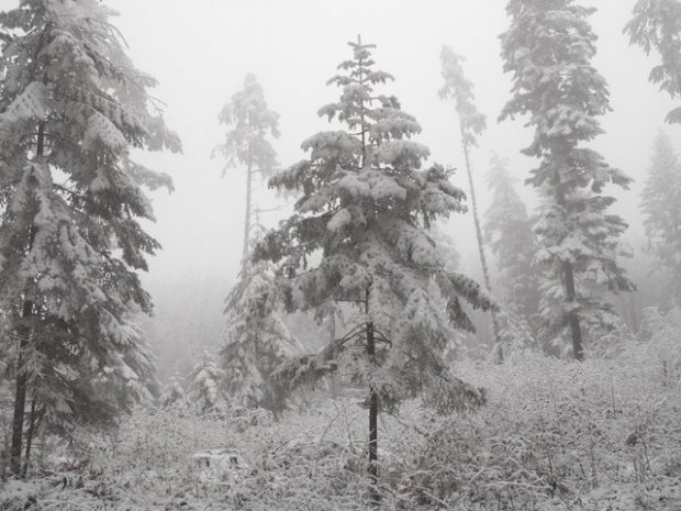 w lesie choinki najładniej ubrane:)