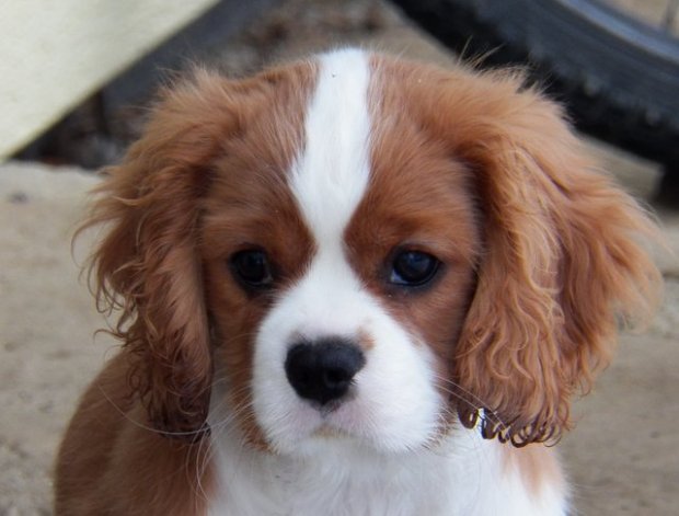 UT FORT KNOX 3 miesiące