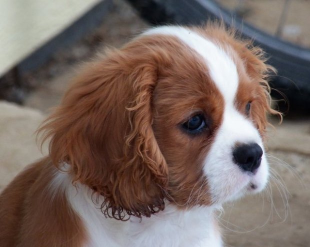 UT FORT KNOX 3 miesiące