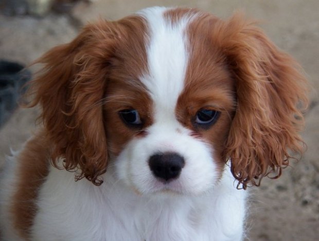 UT FILADELFIA 3 miesiące