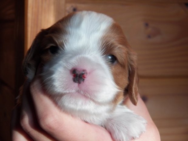 suczka blenheim 2 tygodnie