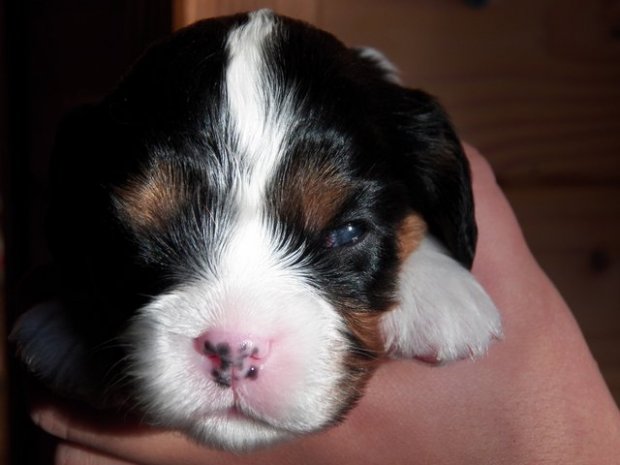 suczka trikolor 2 tygodnie