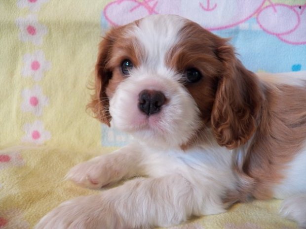 suczka blenheim 6 tygodni