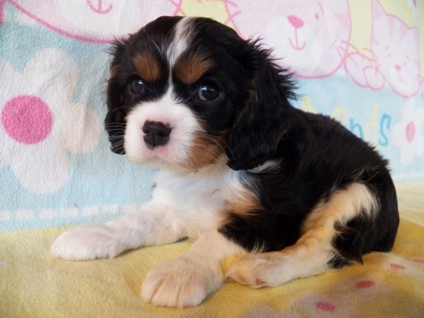 suczka trikolor 6 tygodni