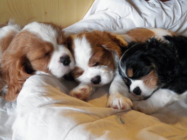 zmęczone łobuziaki