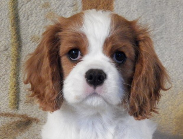 UT FILADELFIA 2 miesiące