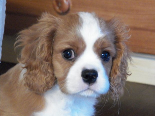 UT FORT KNOX 2 miesiące