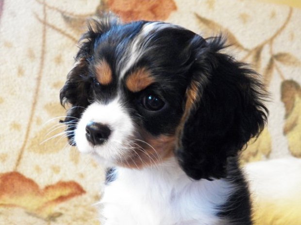 UT FLORYDA 2 miesiące