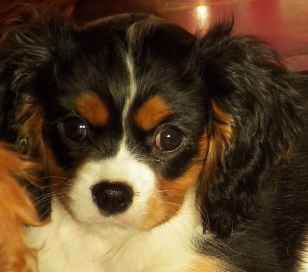 Pati ( UT FLORYDA) 11 tygodni