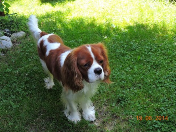 Bambi (UT DETROIT) prawie 2 lata