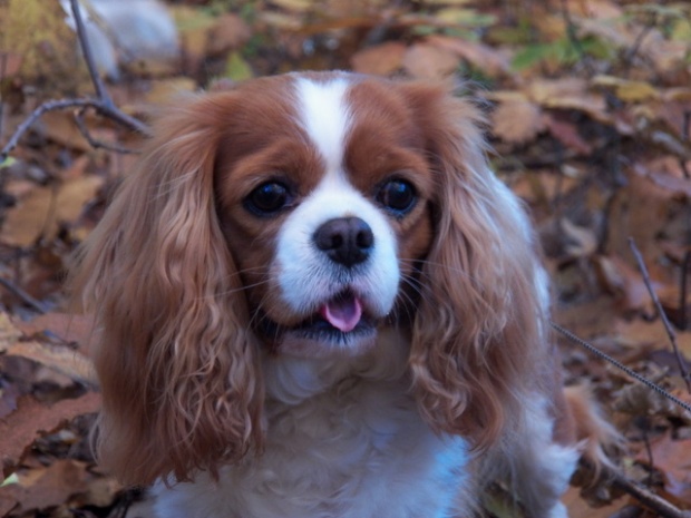 Lejdi (FIONA Gorcorgi) 7 lat i 5 miesięcy