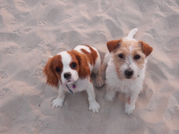 Nela i Alabama nad morzem