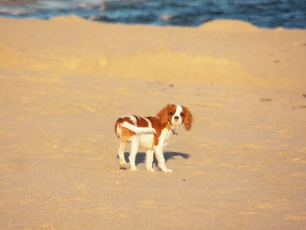 Nela i Alabama nad morzem